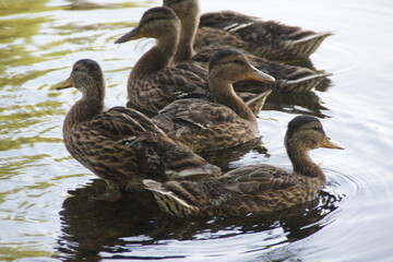 Wild ducks on the lake 