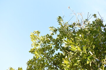 arbol