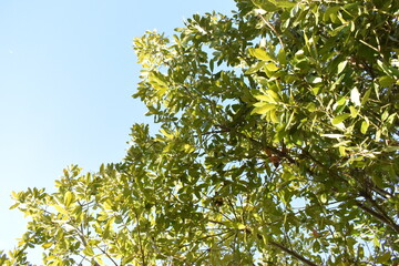 arbol