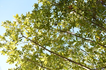 arbol