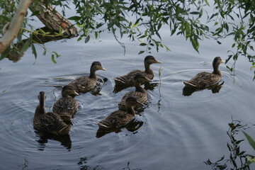Wild ducks on the lake 