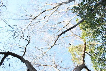 arbol