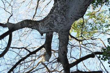 arbol