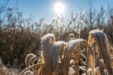 Dry grass and frost. snow on dry grass, frosty landscape. Frost and sun