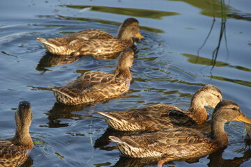 Wild ducks on the lake 