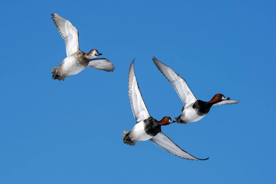 Redhead Ducks