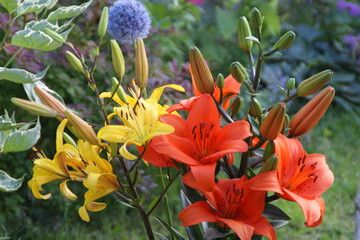 Garden flowers 