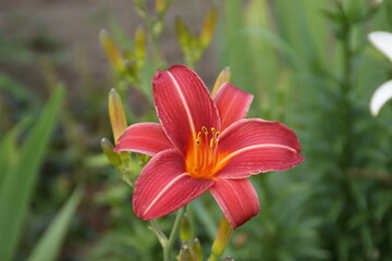 Fototapeta premium Garden flowers 