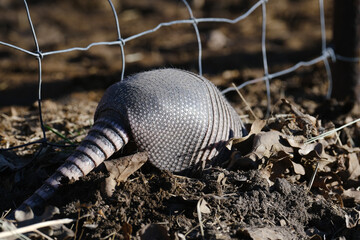 Armadillo digging in leaves of Texas field.