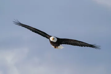 Deurstickers Bald Eagle Incoming © Bernie Duhamel