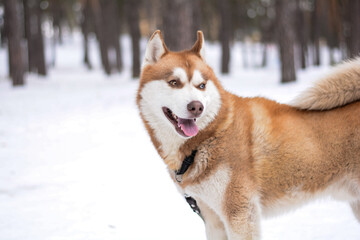 siberian husky dog