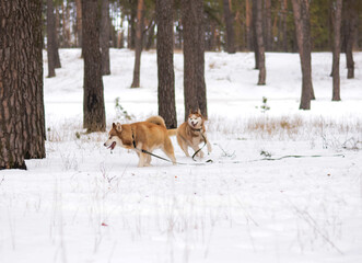 dog running in the snow