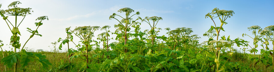 Poisonous plants Giant Hogweed in the field. Juice of this dangerous plant forming burns and blisters on human skin. Known as Heracleum or Cow Parsnip. Wide-angle image - obrazy, fototapety, plakaty