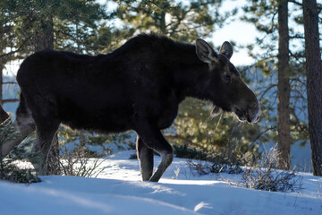Moose Colorado Winter