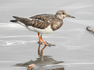 Ruddy Turnstone