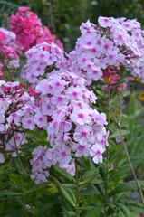 Phlox paniculata różowe kwiaty floksa wiechowatego zbliżenie © Ewa