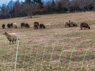 Schafe auf der Weide