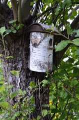 Budka lęgowa dla ptaków z brzozy, na drzewie © Ewa