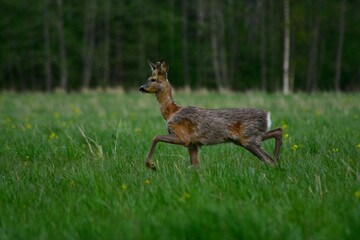 deer in the woods