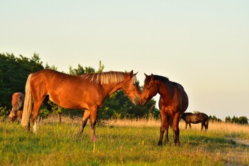 Two horses fighting in the meadows of Vilsandi island
