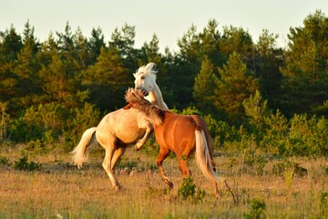 Obraz na płótnie Canvas Two horses fighting in the meadows of Vilsandi island