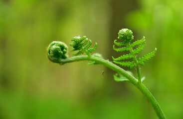 close up of fern leaf