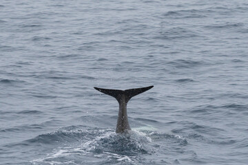 Naklejka premium Tail of Minke Whal
