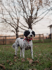 english springer spaniel