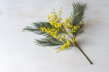 A mimosa branch on a white wooden background.