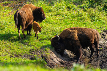 Bison and little bison..