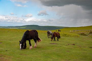 Fototapeta na wymiar Horses grazing in the Welsh hills.