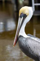 Pelican With Ocean Water Around It