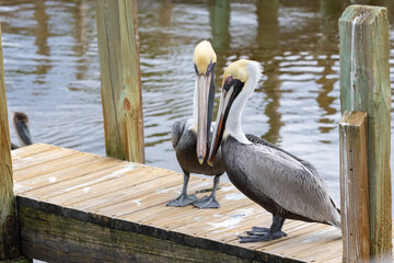 Two Pelicans In Love