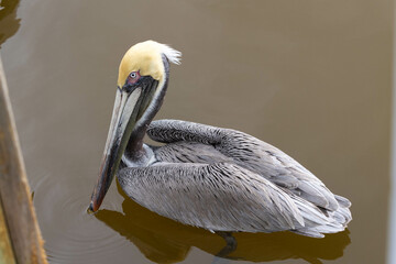 Pelican Floating On Water In Florida