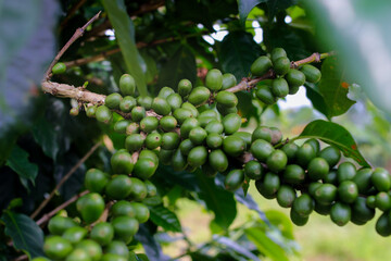 Close-up view of raw green coffee beans on tree branches in a coffee plantation in West Java, Indonesia.
