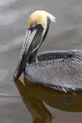 Pelican In Ocean Water In Florida