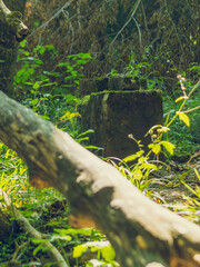 Forgotten cemetery in the Bieszczady Mountains