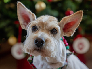 dog wearing a santa hat