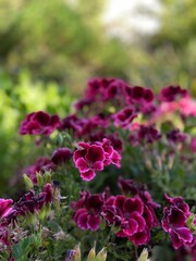 pink flowers in the garden