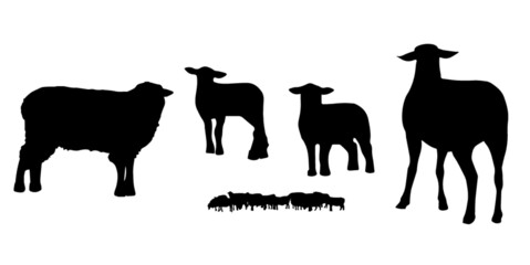 set sagome pecora gregge agnello mammiferi fattoria animali mucca allevamento ovino lana zoccoli pasqua pascolo - obrazy, fototapety, plakaty