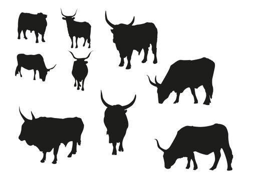 set sagome toro maremmano toro charolet mammiferi mucca fattoria animali corna mucca vacche allevamento bovino