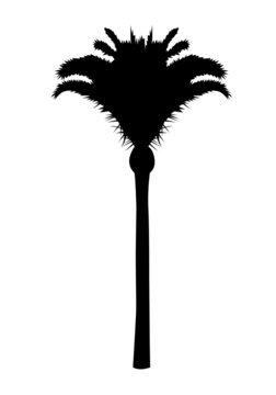 siluette palma datteri cocco sagoma albero esotico tropicale Sicilia natura 