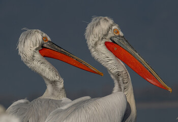 pelican on the beach