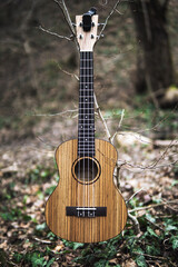 An adult smiling man plays the ukulele in the woods by the river. A strong guy sits and plays a small guitar, against the background of the forest. A happy person plays a musical instrument.