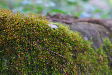 Defocus abstract background of moss on stone in Indonesia rainforest. Nature background concept