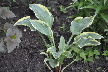 Hostas plants for the garden.