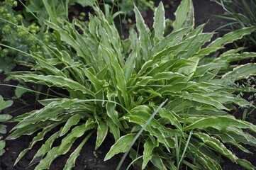 Hostas plants for the garden.