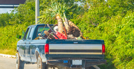 Old dirty american pick up truck car with palm trees on truck bed