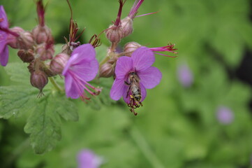 Garden flowers 