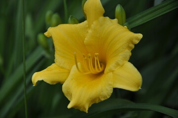 Fototapeta premium Garden flowers 